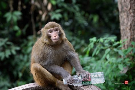 野生动物猴子高清图片下载-正版图片308044416-摄图网