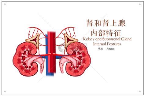 肾脏结构示意图图片