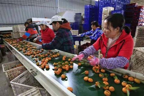 广西柳城电力服务为蜜橘产业发展增添动力_县域经济网