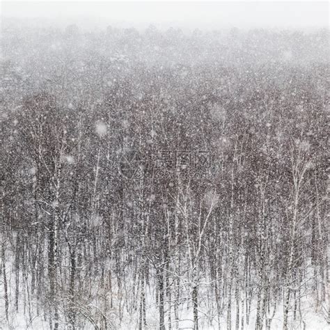 冬季天在莫斯科Timiryazevskiy公园的树木上暴风雪高清图片下载-正版图片307021052-摄图网