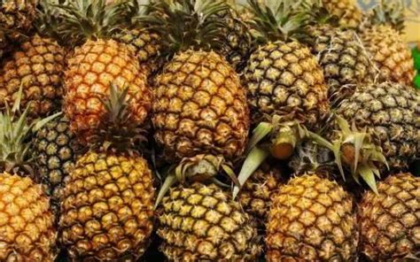 引进台湾品种改良 中国成功培育出「冰糖红菠萝」 - 农牧世界