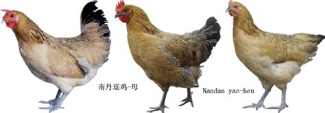 灵山香鸡 - 鸡品种大全 - 鸡病专业网