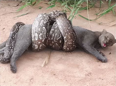 安哥拉蟒Python anchietae - 蟒蛇科普