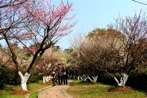 2023古林公园游玩攻略,4-5是牡丹、芍药的季节，南京...【去哪儿攻略】