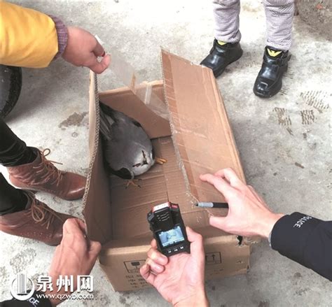晋江男子散步捡到一只受伤鸟 竟是“国保”黑翅鸢 - 城事要闻 - 东南网泉州频道