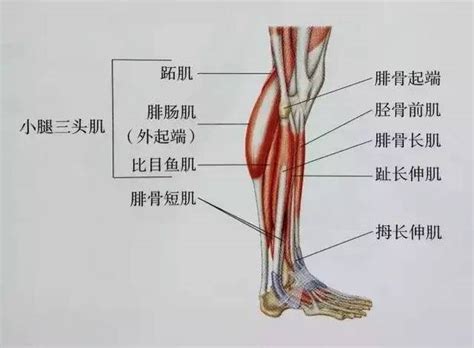 肌肉紧张显小腿粗，十几种小腿拉伸图解示范帮你练出更好看腿型|小腿|跟腱|肌肉_新浪新闻