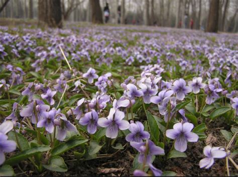紫花地丁适合北方种植吗-长景园林网