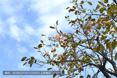 秋天，树上挂满了成熟的红柿子照片摄影图片_ID:304602657-Veer图库