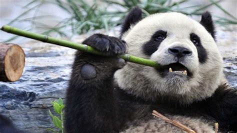 大熊猫的生活习性是怎么样的-百度经验