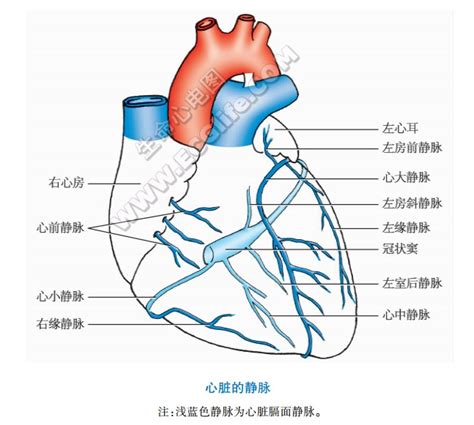 心脏血管图图片