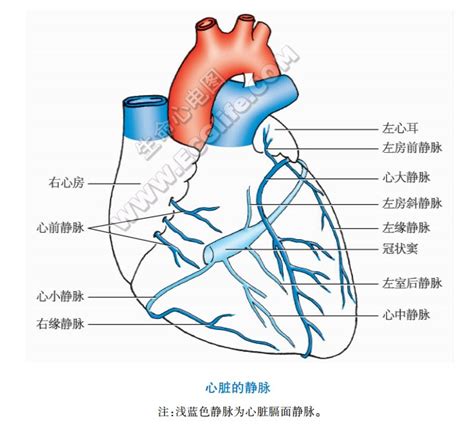 【图】心脏静脉的结构组成与分布 - 心脏解剖学 - 天山医学院