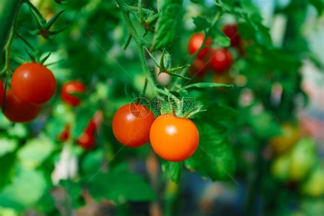 在树枝上生长的西红番茄高清图片下载-正版图片304513716-摄图网