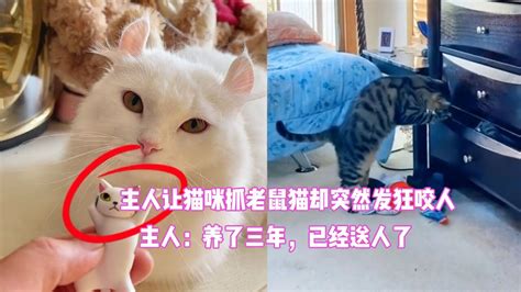 猫抓老鼠高清图片下载_红动中国