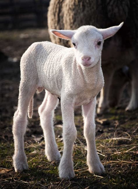 小绵羊图片-出生几天的小绵羊素材-高清图片-摄影照片-寻图免费打包下载