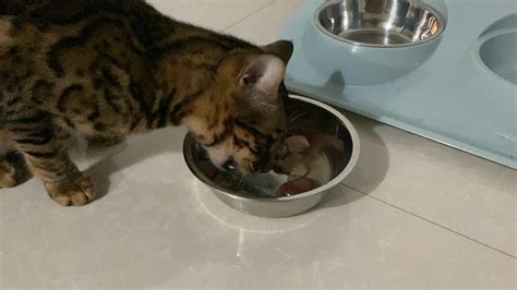小猫喜欢吃什么（这10种食物猫咪很爱吃别让它在旁边流口水） – 碳资讯