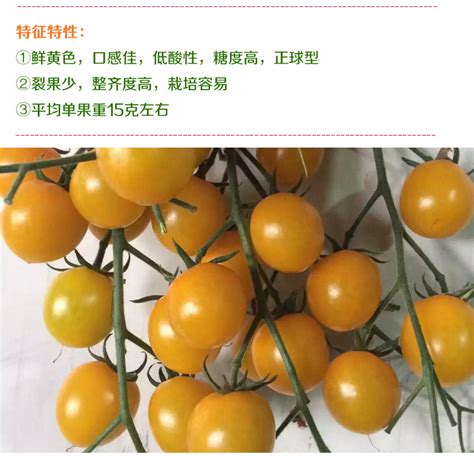 黄妃小番茄种子西红柿种籽阳台四季盆栽蔬菜孑黄色水果圣女果籽种_虎窝淘