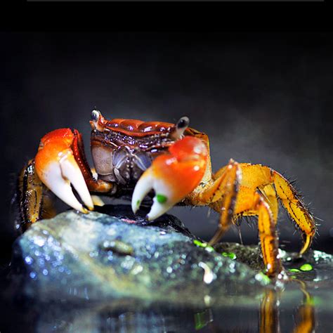 十三种宠物螃蟹种类,宠物螃蟹,螃蟹品种大全(第2页)_大山谷图库
