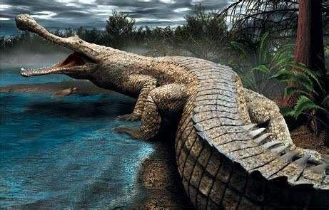 《进化》杂志：美洲鳄鱼DNA揭示了冰河时代 - 神秘的地球 科学|自然|地理|探索