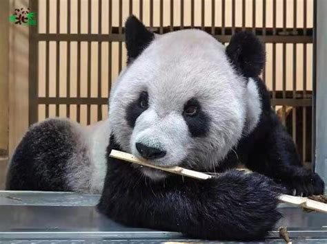 大陆赠台大熊猫“团团”脑部病变恶化，病情进展快速 - 2022年10月26日, 俄罗斯卫星通讯社