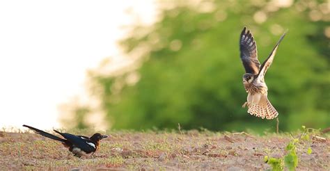 成语鸠占鹊巢中的鹊通常指的是麻雀还是喜鹊呢？蚂蚁庄园答案