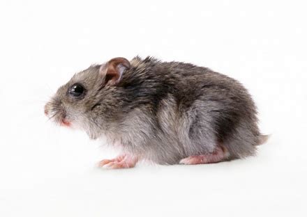 鼠,鼠的功效与作用_中药鼠_鼠是什么_鼠的用法用量_医学百科 - 医学百科