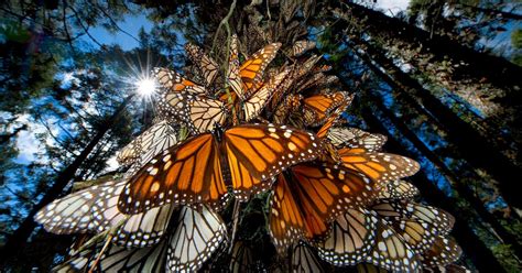 Monarch Butterflies Photographed In Sierra Chincua Reserve, Mexico ...