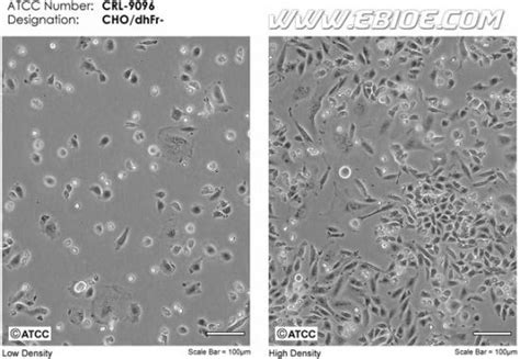 CHO-K1细胞-仓鼠卵巢细胞-VectorHub