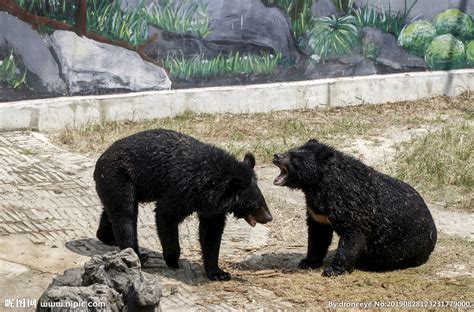 二只黑熊打架摄影图__野生动物_生物世界_摄影图库_昵图网nipic.com