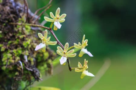 国家保护植物兰花品种 我国野生兰花保护植物名录-养花技巧-江苏长景园林