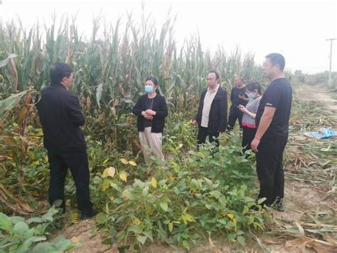 滑县及时开展小麦“两病”查治工作 - 河南省植保新技术推广网