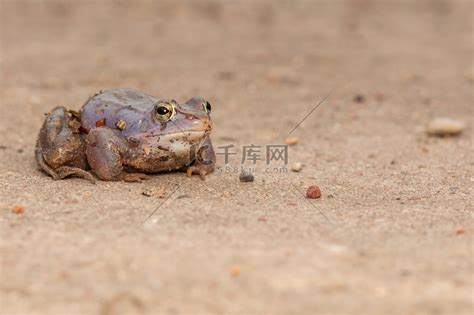土石蛙沼泽动物野生动物动物群两栖青蛙高清图片下载-正版图片321517676-摄图网