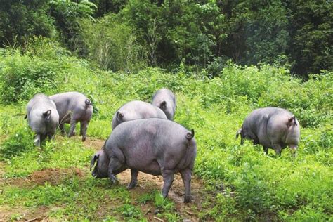 农村养猪散50头规定,适合山林散养猪品种,农村养猪场图片_大山谷图库