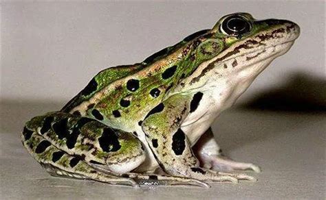 华农园青蛙养殖带你认识青蛙种类哪种适合你养呢？|青蛙|腹面|雄性_新浪新闻