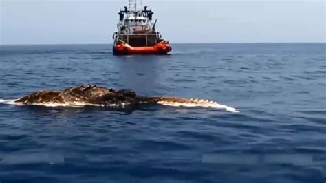 波斯湾的巨型生物尸体神似鳄鱼 但海中没有鳄鱼_凤凰网视频_凤凰网