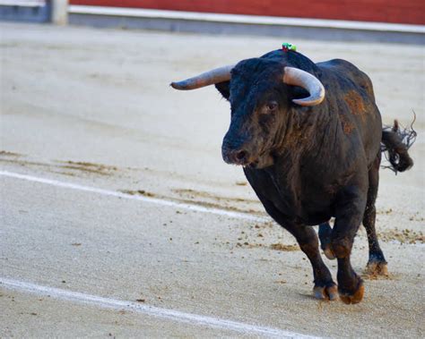 贵州的斗牛和西班牙的斗牛有什么不同，很多人没看过贵州的斗牛