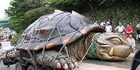 石头上的乌龟高清摄影大图-千库网