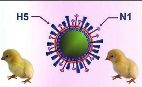 人得了禽流感是什么症状表现?警惕禽流感的三大并发症_探购网
