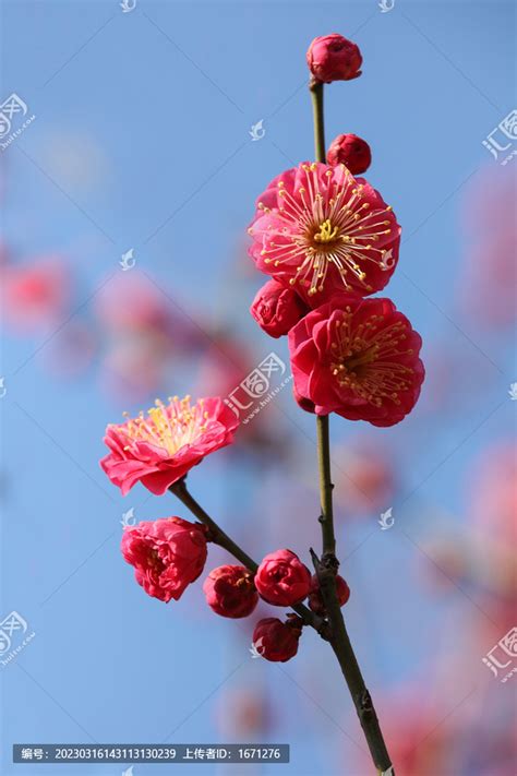 一枝梅,花卉,植物花草,摄影,汇图网www.huitu.com