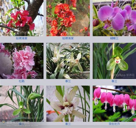 花卉名称图片介绍-花卉全部名称和图片