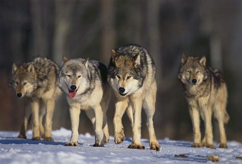 狼群捕猎小牛犊，野牛母亲，为保护幼崽大战群狼