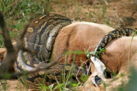 贵州挖出4吨大蛇，一口将小孩给吞进去(科学揭秘)