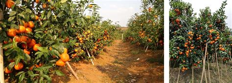 柑橘种植技术_柑橘种植栽培管理_柑橘种植方法和注意事项-柑桔人管家