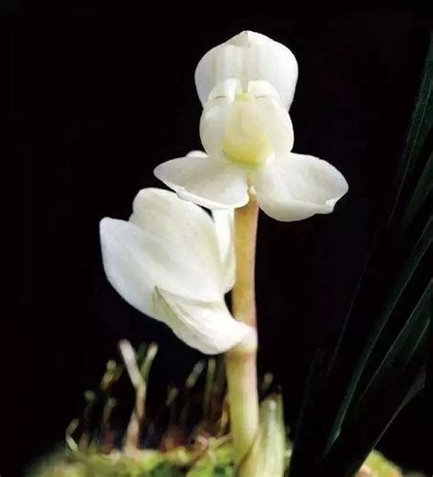 8大名贵兰花品种，热爱兰花的你认识几种？|惠兰|兰花|翡翠_新浪新闻