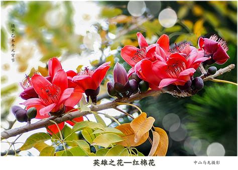 【红棉花盛开摄影图片】广州生态摄影_太平洋电脑网摄影部落