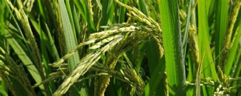 旱地也能种“水稻”！大理有机旱稻迎丰收|大理州|云南|大理_新浪新闻