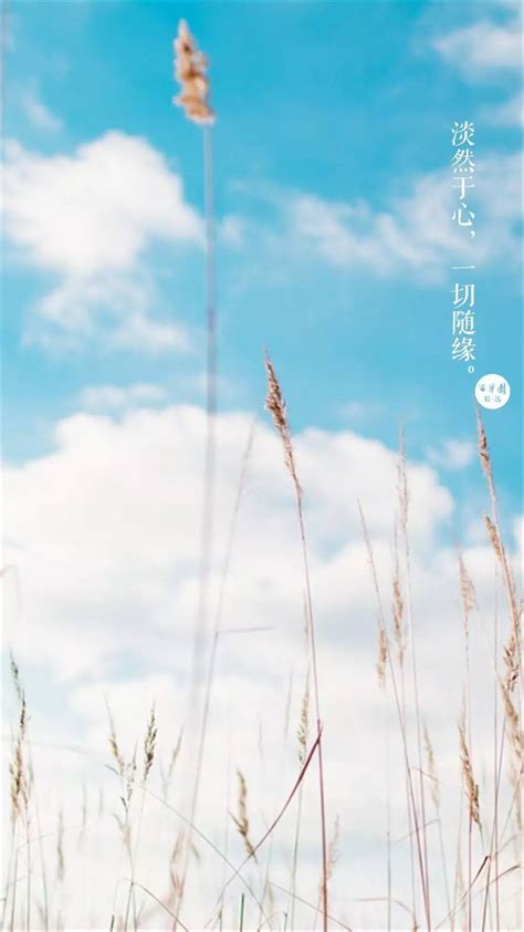 淡然的图片