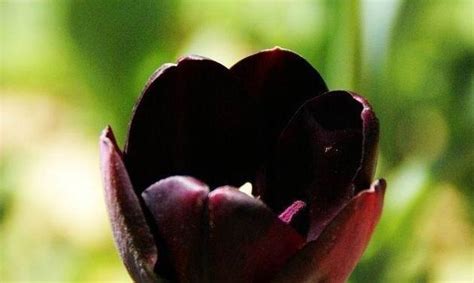 浪漫美丽的黑玫瑰花语（探究黑玫瑰的含义与象征）_花植网