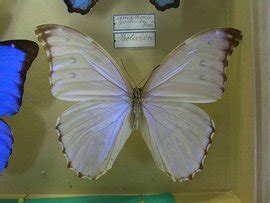 专家专栏-从蝴蝶翅膀看哥伦比亚祖母绿的魅力-彩色宝石网