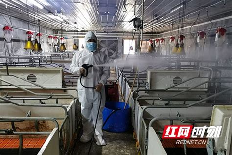 畜禽养殖场的消毒准备和流程，防范病菌、病毒，多种消毒剂组合 - 猪好多网