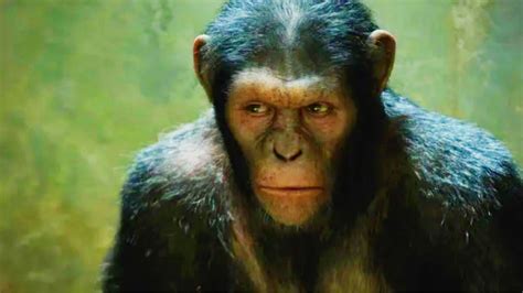 《猩球崛起4》新剧照公布 大猩猩好奇翻阅书籍_3DM单机